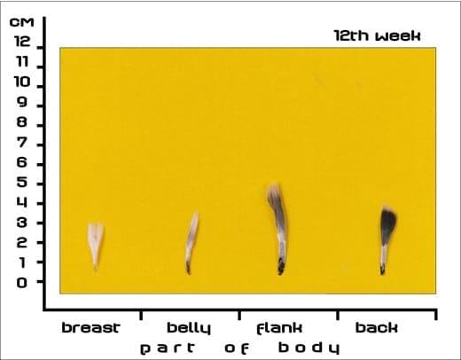 Timing Feather Plucking to Natural Moult in Gray Landes Geese - Image 7