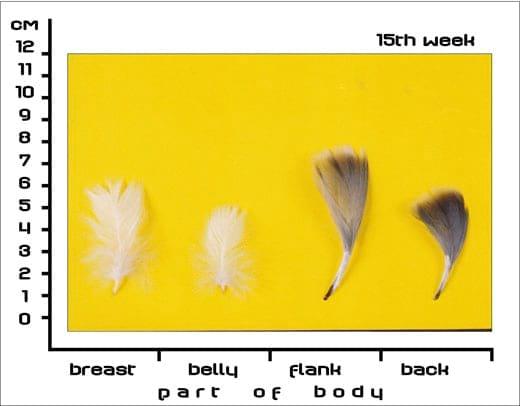 Timing Feather Plucking to Natural Moult in Gray Landes Geese - Image 8