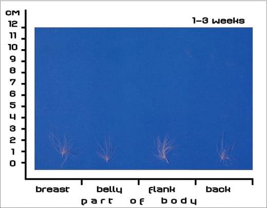 Postnatal Feather Cycle of Hungarian Upgraded Goose Goslings - Image 1