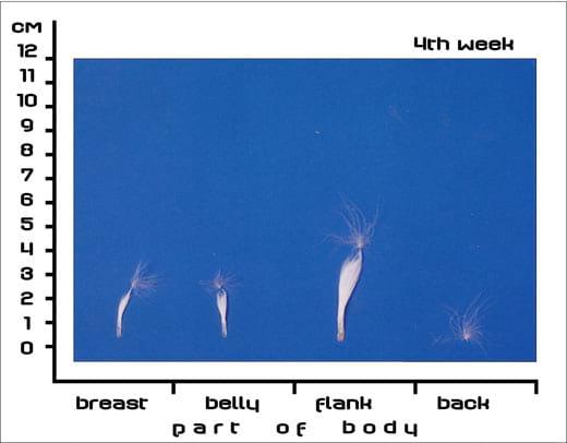 Postnatal Feather Cycle of Hungarian Upgraded Goose Goslings - Image 2