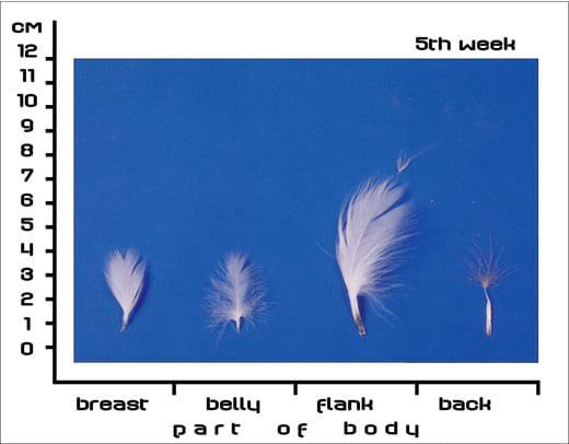 Postnatal Feather Cycle of Hungarian Upgraded Goose Goslings - Image 4