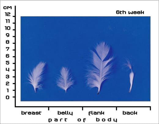 Postnatal Feather Cycle of Hungarian Upgraded Goose Goslings - Image 5