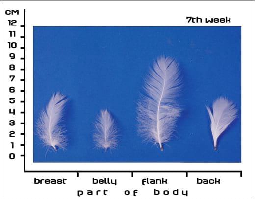 Postnatal Feather Cycle of Hungarian Upgraded Goose Goslings - Image 6