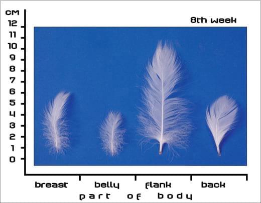 Postnatal Feather Cycle of Hungarian Upgraded Goose Goslings - Image 7