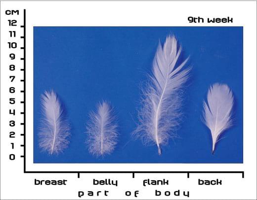 Postnatal Feather Cycle of Hungarian Upgraded Goose Goslings - Image 8