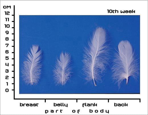 Postnatal Feather Cycle of Hungarian Upgraded Goose Goslings - Image 9