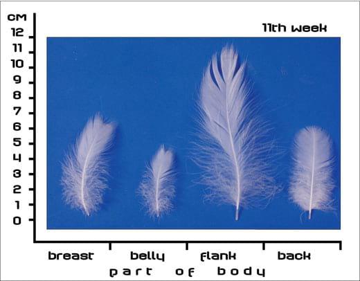 Postnatal Feather Cycle of Hungarian Upgraded Goose Goslings - Image 11