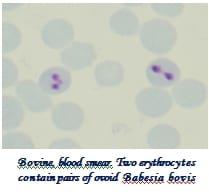 Management of Ectoparasites of Livestock - Image 4