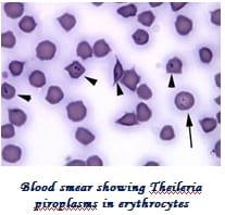 Management of Ectoparasites of Livestock - Image 6