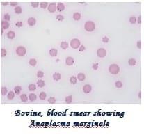 Management of Ectoparasites of Livestock - Image 5