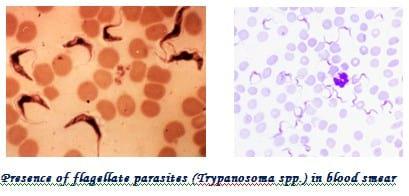 Management of Ectoparasites of Livestock - Image 18