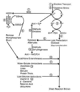 Role of vitamin E and selenium in anestrous and conception - Image 3