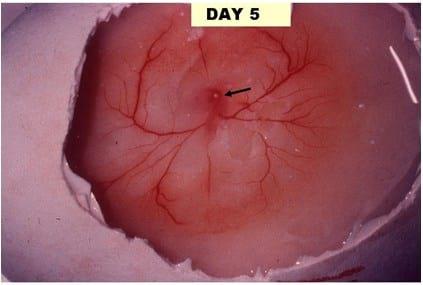 A Photographic Guide to Goose Embryo Development - Image 5