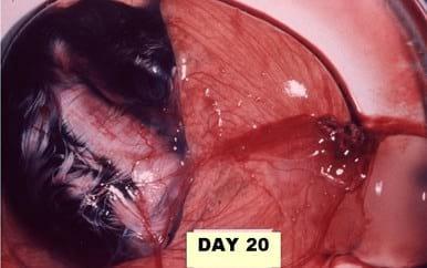 A Photographic Guide to Goose Embryo Development - Image 16