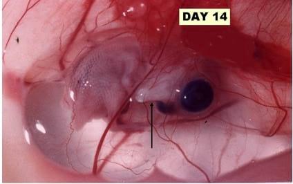 A Photographic Guide to Goose Embryo Development - Image 11