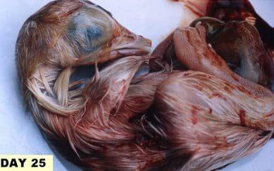 A Photographic Guide to Goose Embryo Development - Image 18