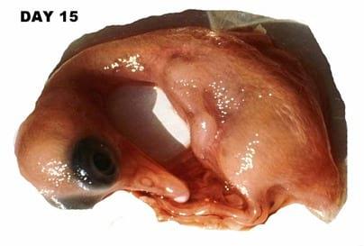 A Photographic Guide to Goose Embryo Development - Image 12
