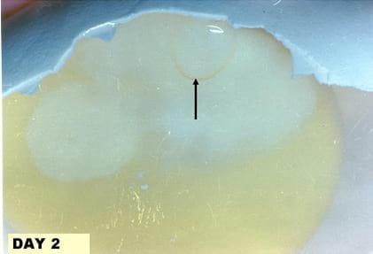A Photographic Guide to Goose Embryo Development - Image 2