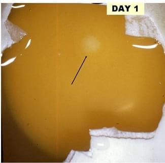 A Photographic Guide to Goose Embryo Development - Image 1