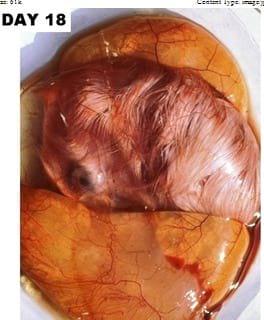 A Photographic Guide to Goose Embryo Development - Image 14