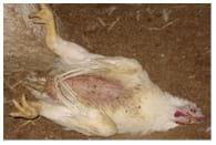 Managing Sub Clinical Necrotic Enteritis – Made Easy - Image 11