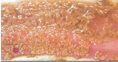 Managing Sub Clinical Necrotic Enteritis – Made Easy - Image 10