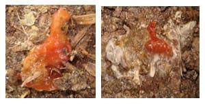 Managing Sub Clinical Necrotic Enteritis – Made Easy - Image 3