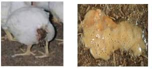 Managing Sub Clinical Necrotic Enteritis – Made Easy - Image 1