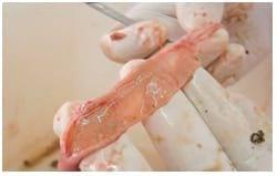 Managing Sub Clinical Necrotic Enteritis – Made Easy - Image 6