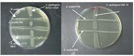 Managing Sub Clinical Necrotic Enteritis – Made Easy - Image 13