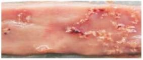 Managing Sub Clinical Necrotic Enteritis – Made Easy - Image 8
