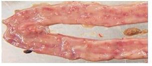 Managing Sub Clinical Necrotic Enteritis – Made Easy - Image 9