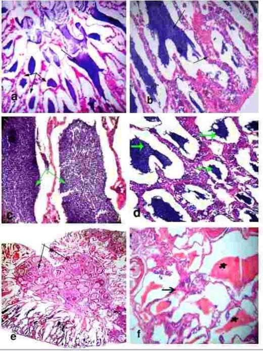 Effect of using some commercial feed additives to improve the reproductive efficiency of nile tilapia (oreochromis niloticus) brood stock fish concerning gonads' anatomy, histology and microbiology - Image 4