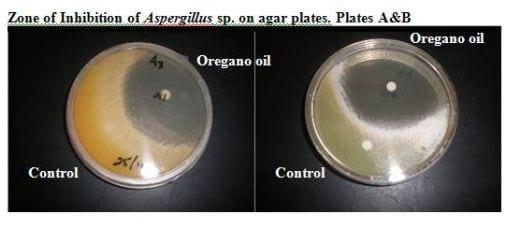 Available solutions for mycotoxin binding - Image 2