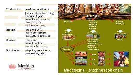 Available solutions for mycotoxin binding - Image 1