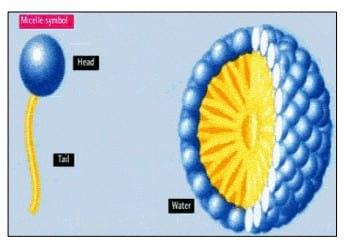 Nutritional emulsifiers sustains performance of broiler fed a low-energy diet – a new approach to alleviate tropical heat stress - Image 1