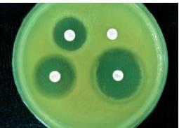 Phytobiotics as natural growth promoter - Image 2