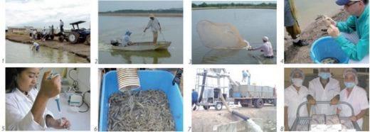 Phytobiotics as natural growth promoter - Image 4