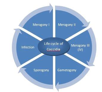 Coccidiosis in poultry- a review - Image 1