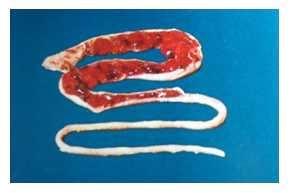 Coccidiosis in poultry- a review - Image 4