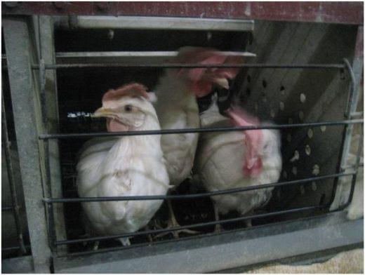 Innovative Approach to Tackle Red Mite Infestation in Layer Farms - Image 1
