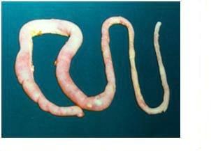 Coccidiosis in Poultry- A Review - Image 9