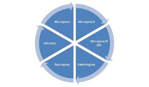 Coccidiosis in Poultry- A Review - Image 2