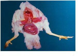 Coccidiosis in Poultry- A Review - Image 8