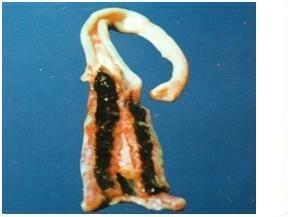 Coccidiosis in Poultry- A Review - Image 7