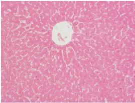 Replacement of Synthetic Choline in Poultry Diet - The Phytogenic Way - Image 2
