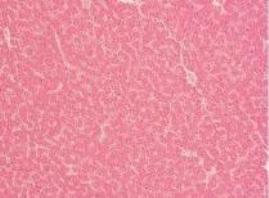 Replacement of Synthetic Choline in Poultry Diet - The Phytogenic Way - Image 3