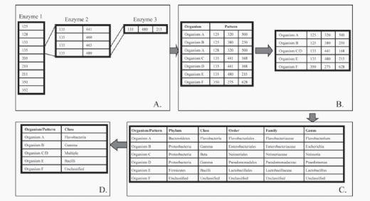  Effects of Antibiotics and Oil on Microbial Profiles and Fermentation - Image 1