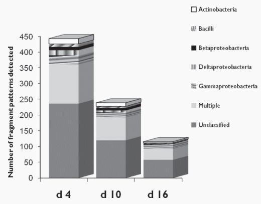 Effects of Antibiotics and Oil on Microbial Profiles and Fermentation - Image 4
