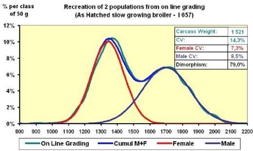 Evaluating Uniformity in Broilers - Factors Affecting Variation - Image 6